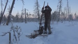 ОХОТА НА БОБРА КАПКАНАМИ. Установка капканов под лед. БОБР В КП-250.