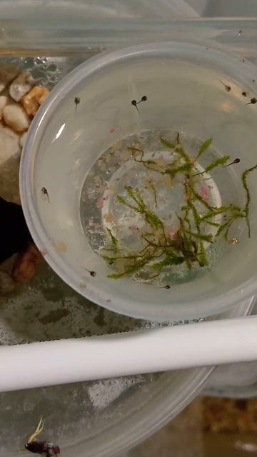 #Головастики карликовой африканской #лягушки. #Tadpoles of dwarf african #frog. смотреть онлайн