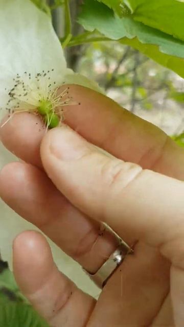 Платочное дерево в парке "Краснодар" 2022 смотреть онлайн