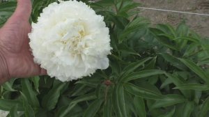 Пион Brother Chuck