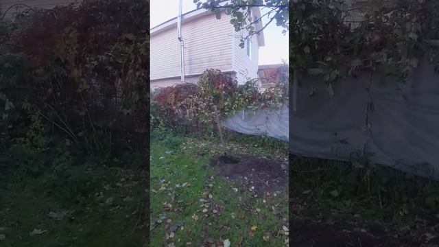 Сегодня буду делать новую клумбу, как это сделать... смотреть онлайн