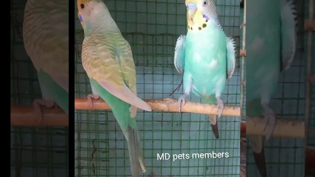 MD pets Members смотреть онлайн