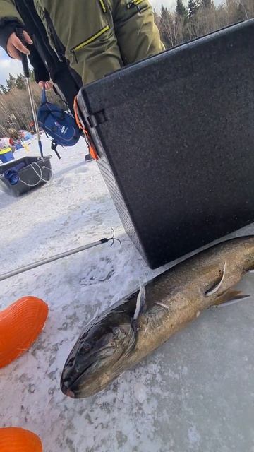 Палия смотреть онлайн