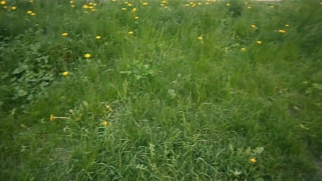 ❀Лужайка. Зелёная лужайка. Футаж смотреть онлайн
