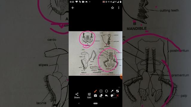 Morphology of cockroach (Periplaneta americana) смотреть онлайн