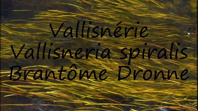How to say Vallisnérie Vallisneria spiralis Brantôme Dronne in English? смотреть онлайн