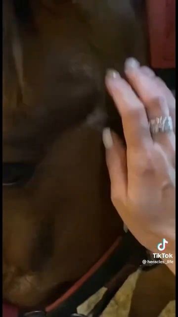 Конь плачет смотреть онлайн