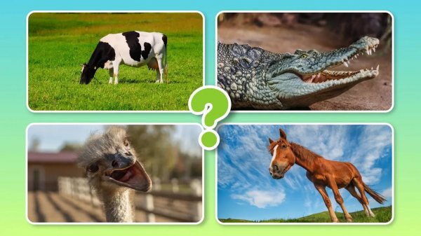 Угадай Животных Фермы | Учим животных | Квиз | BittyBeam Для Детей