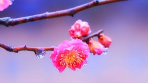 🌷 ОЧЕНЬ КРАСИВАЯ РАССЛАБЛЯЮЩАЯ МУЗЫКА ДЛЯ ДУШИ 🎵 УСПОКАИВАЮЩАЯ РЕЛАКС МУЗЫКА ДЛЯ СНА И МЕДИТАЦИИ