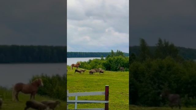 #родео #лошадь #horse #осел #бараны #забавныеживотные смотреть онлайн