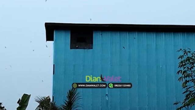 NEW Testimoni SP BARRACUDA, Suara Walet Pembentuk Koloni смотреть онлайн