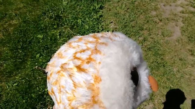 Сипуха налли в летнем съемки! смотреть онлайн