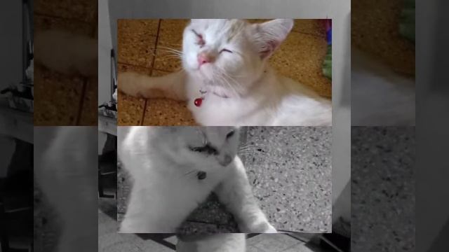 Kereto jowo [persi imon matanya shaket habes berantem] смотреть онлайн