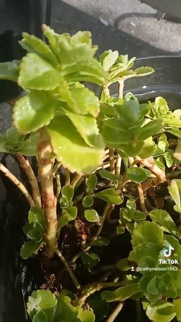 My Orange Stonecrop is Still Beautiful!! 💚💛 смотреть онлайн
