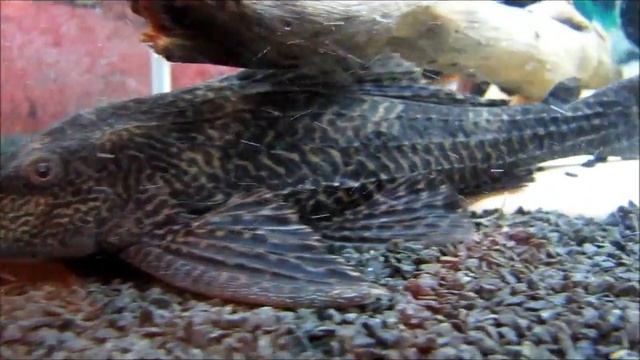 Мой фильм-9.wmv смотреть онлайн