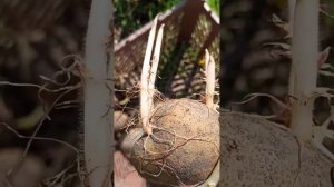 Обработка картофеля древесной золой перед посадкой.