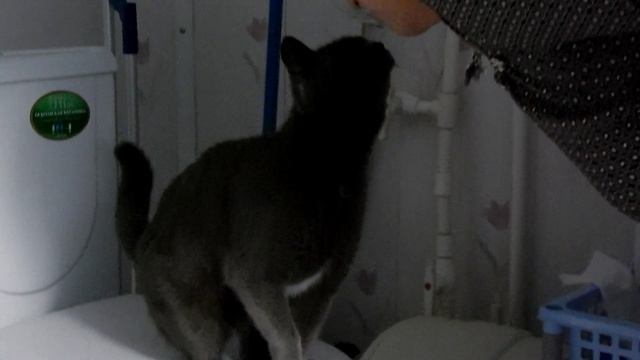 Кошка Мыфка дуреет от зуб.пасты смотреть онлайн