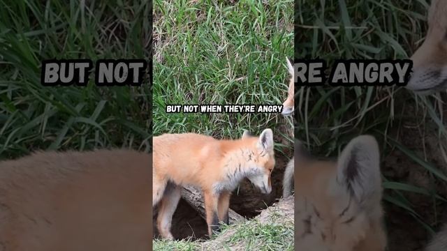 Top 3 Creepiest Animal Sounds #shorts смотреть онлайн