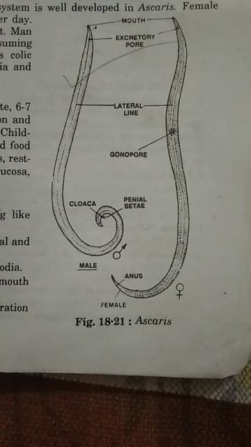 Structure Of Ascaris смотреть онлайн
