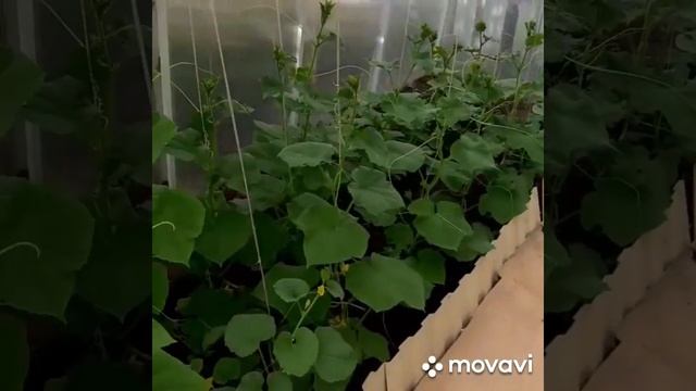 Огуречная теплица смотреть онлайн