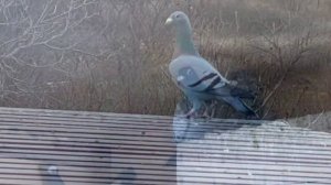 Спортивные голуби!!!