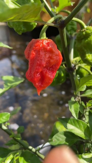 Tanam Cabai Carolina reaper di pot #carolinareaperpepper #carolinareaper смотреть онлайн