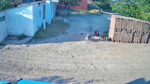 в хасавюрте толпа собак напало на взрослую женжину и сильно покусали смотреть онлайн