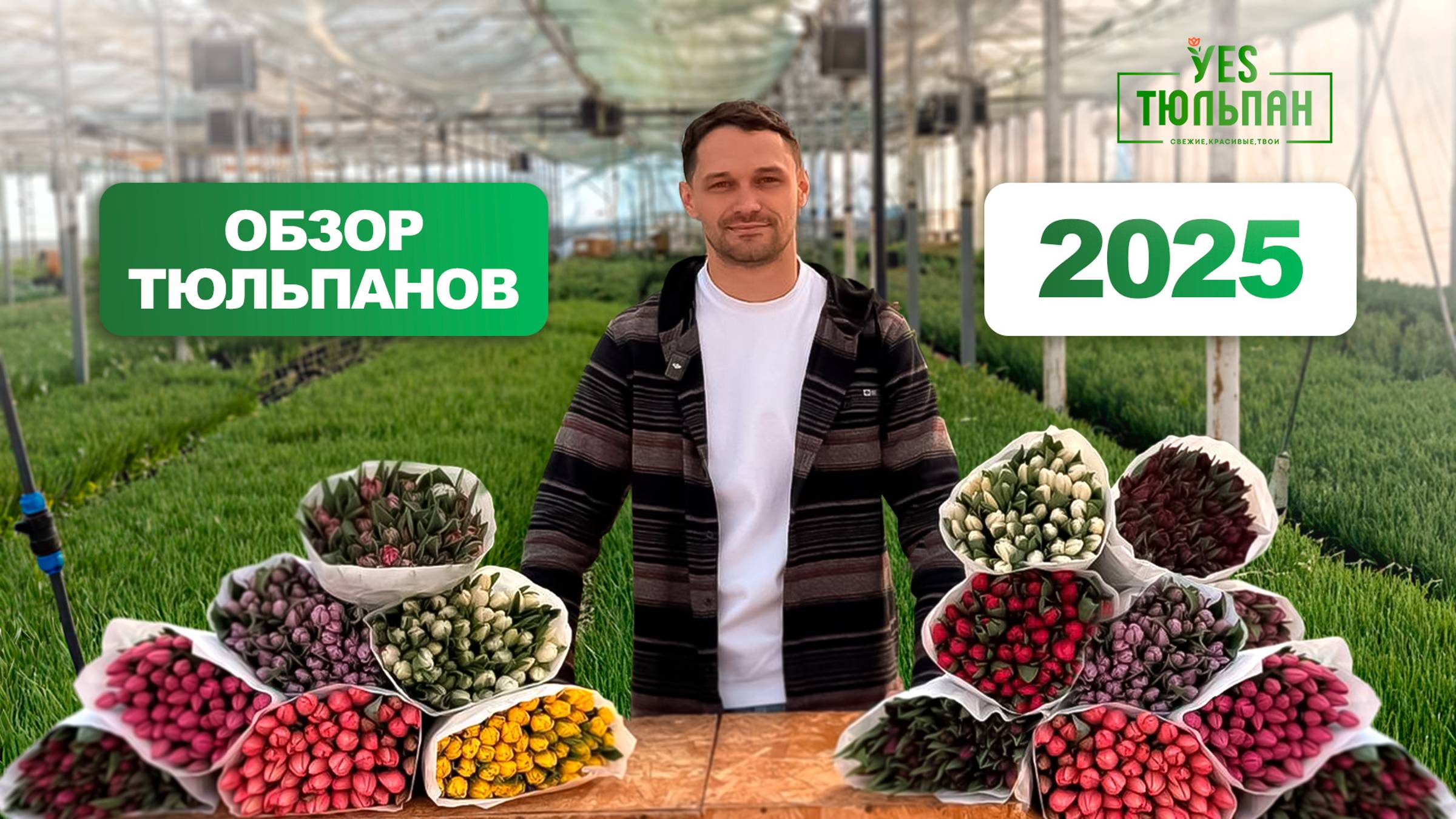 ОБЗОР ТЮЛЬПАНОВ 2025 🌹 смотреть онлайн
