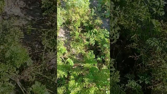 В огороде всего хватает. Всë своë. Выращенное своими руками. смотреть онлайн