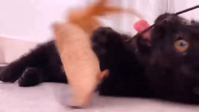 Munchkin Kittens Playing Part 1 смотреть онлайн