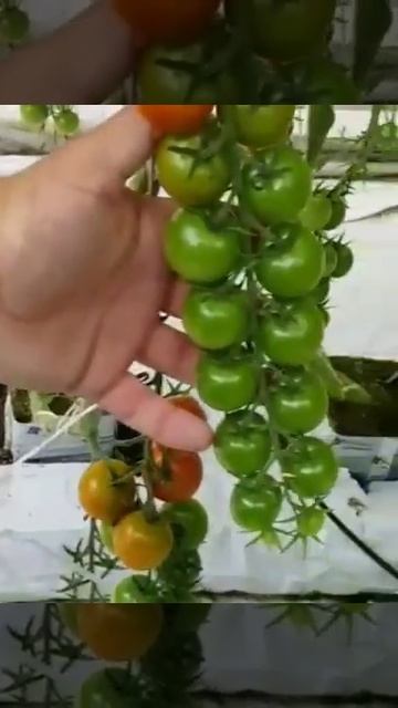 Кураж огурец смотреть онлайн