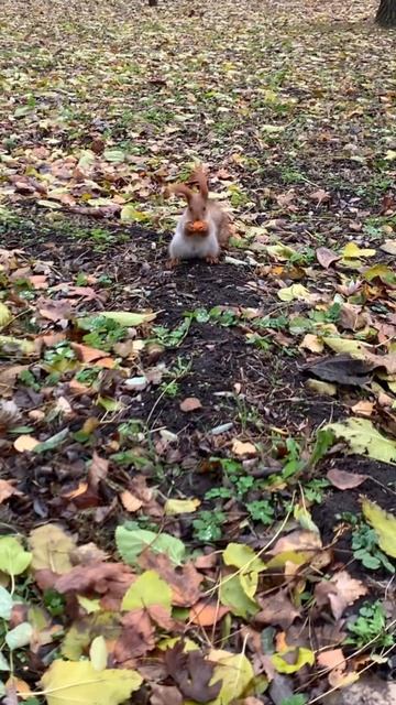 Такие ушки увлёкся морковкой на открытом пространстве 🥕🐿 Hе became interested carrots on open space смотреть онлайн