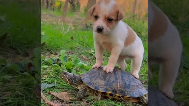Turtle with Baby cute dog #shorts #cat #turtle смотреть онлайн