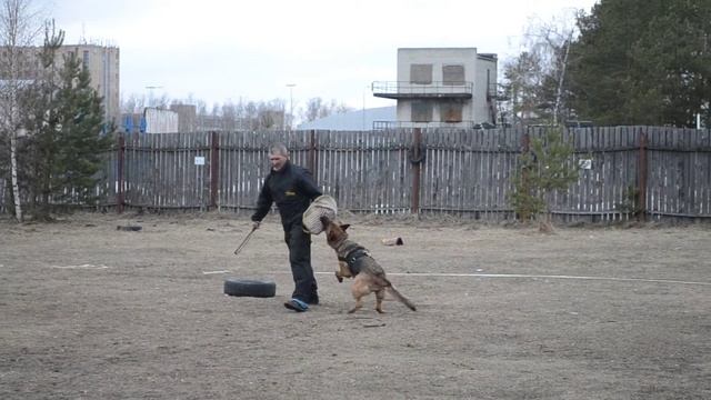 Якудза фом Сафари Ланд смотреть онлайн