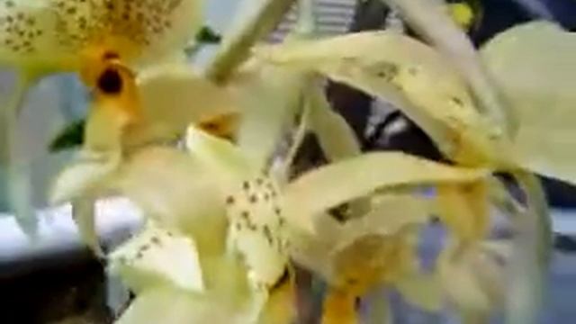 flower minute 29 смотреть онлайн