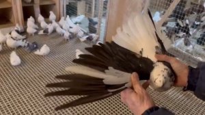 Питомник "Западный" Бокатые +7 909 667-53-00 Виктор