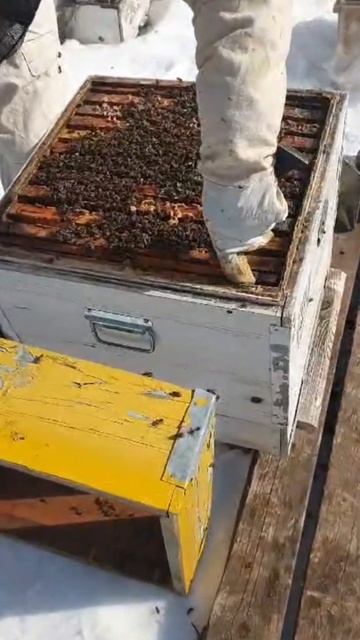 Улей с сильной пчелосемьей после зимовки смотреть онлайн