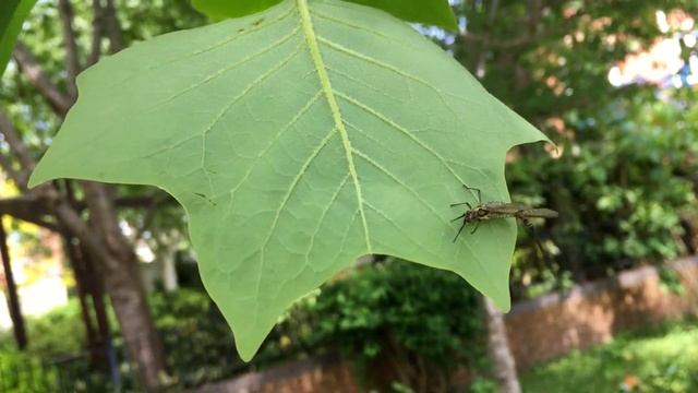 Tulip Tree (Liriodendron tulipifera) - mayfly on leaf - May 2018 смотреть онлайн