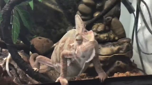 Злой хамелеон 😠 смотреть онлайн