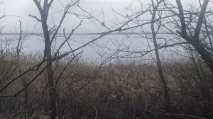 Пёс 2 сезон 1 серия  Смотри все серии