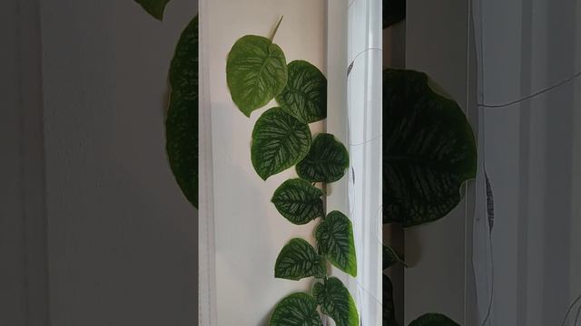 Wielka Monstera Dubia 😍🤩💪