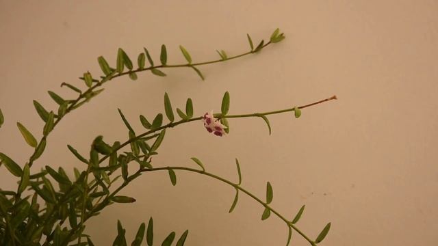 Hoya engleriana in bloom June 2023 смотреть онлайн