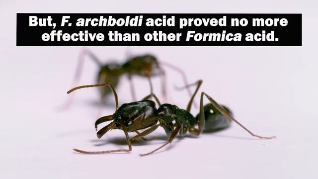Florida's Skull-Collecting Ant смотреть онлайн