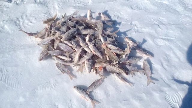 мой улов на таёжной реке кузур 2017 года смотреть онлайн