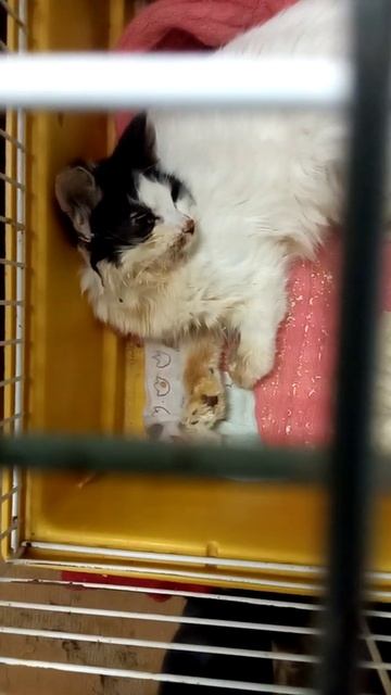 Котенок Трясогузка. ФИП, неврологическая форма. смотреть онлайн