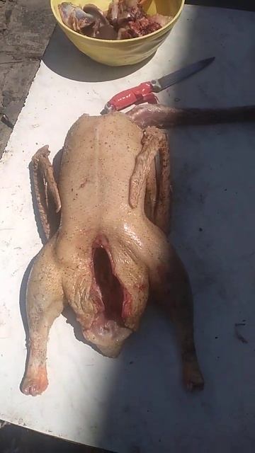 молодой гусь 2 месяца смотреть онлайн