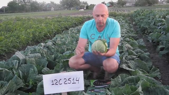 Капуста бк 2514 F1 смотреть онлайн