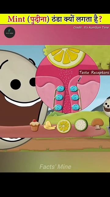 Why Does Mint Feel Cold #factsmine #facts #factsvideo #viral #shorts #trending #shortvideo AS смотреть онлайн