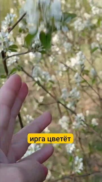 Ирга зацвела на 1 мая. смотреть онлайн