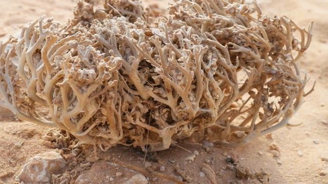 Maryam Flower For Delivery | Rose Of Jericho | Anastatica Hierochuntica